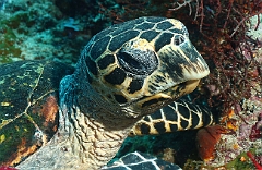 Raja Ampat 2016 - Eretmochelys imbricata - Turtle - Tortue imbriquee - IMG_4578_rc